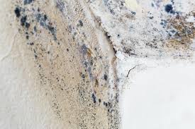 Professional Mold Prevention & Removal  in Fulton, TX